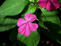 100228_Tlapacoyan 046